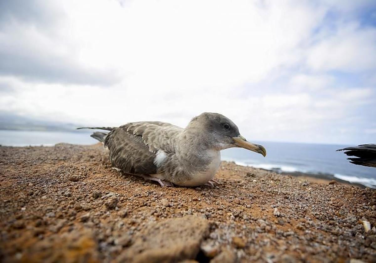 Una cría de pardela cenicienta sobre la tierra en la costa norte de Gran Canaria.