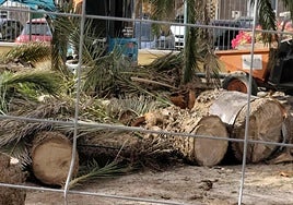 Palmeras taladas en los jardines de la Casa de la Cultura de Arinaga.
