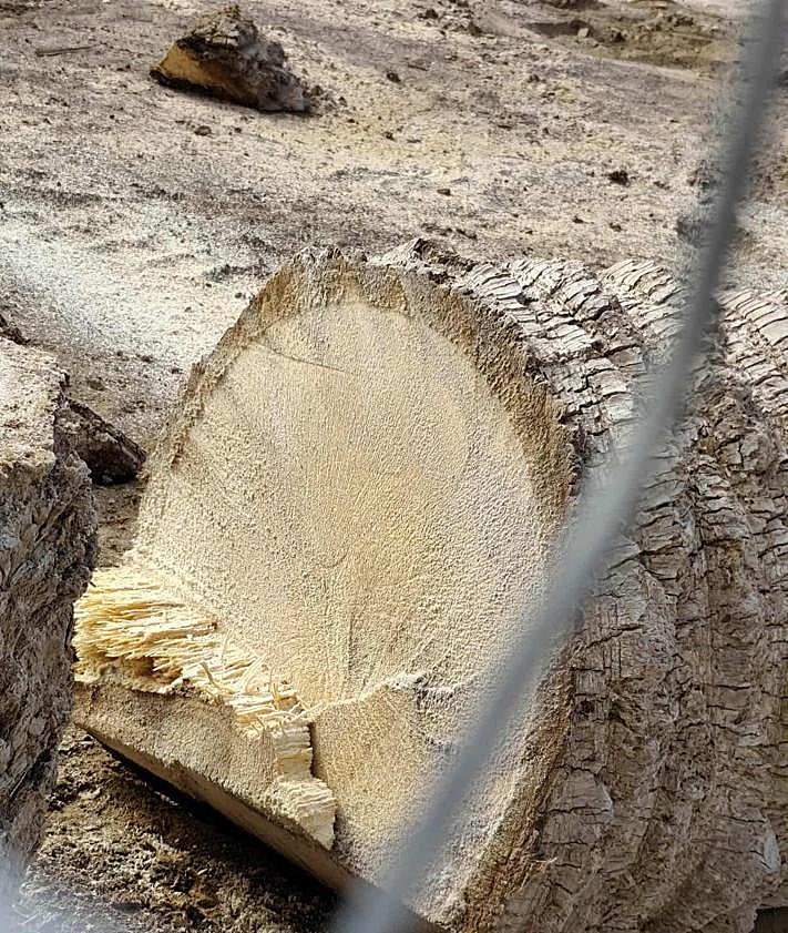 Imagen secundaria 2 - Agüimes tala 14 palmeras por las obras en el parque de la Casa de la Cultura de Arinaga