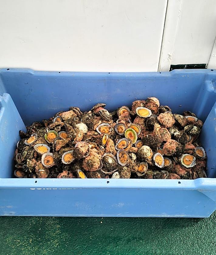 Imagen secundaria 2 - Intervienen 100 kilos de pescado a cuatro pescadores deportivos en la isla de Lanzarote