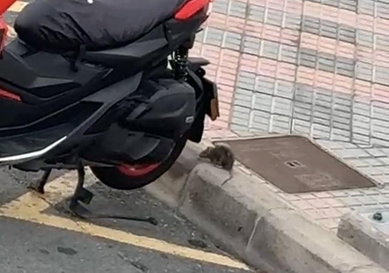 Detalle de una de las ratas que se ha dejado ver estos días por El Tablero y que ha podido ser grabada por los vecinos.
