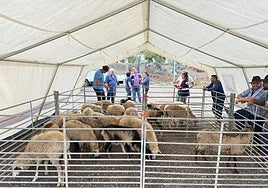 Simulacro INFOCA con evacuación de animales.
