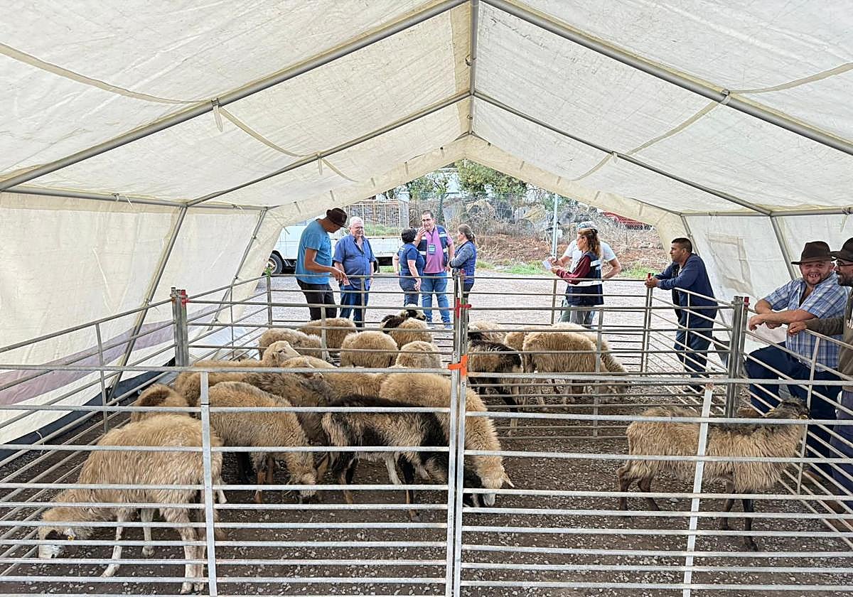 Simulacro INFOCA con evacuación de animales.