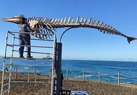 Tareas de restauración y montaje del cetáceo de El Cotillo, en el municipio de La Oliva.