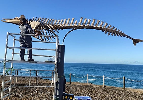 Tareas de restauración y montaje del cetáceo de El Cotillo, en el municipio de La Oliva.