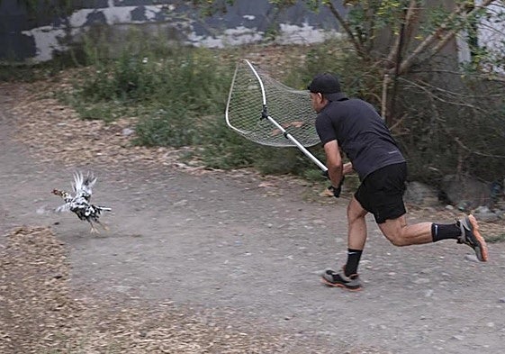 Actuación contra los gallos en La Paterna iniciada por el Ayuntamiento de Las Palmas de Gran Canaria.