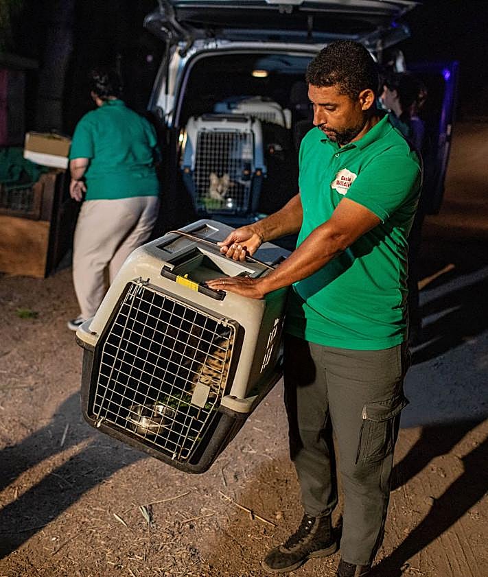 Imagen secundaria 2 - La red del narcotraficante José el del Buque tenía felinos salvajes de manera ilegal en Gran Canaria