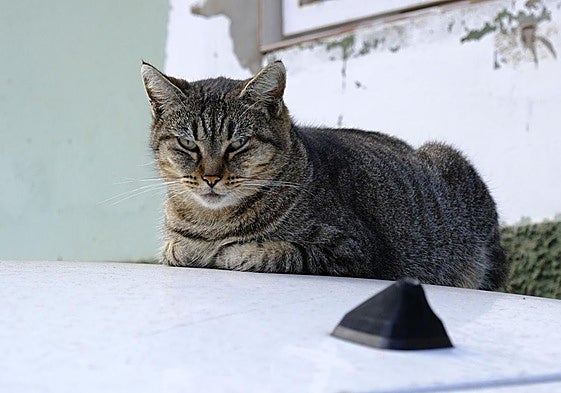 Gato callejero en Cañada Honda, en la capital grancanaria.