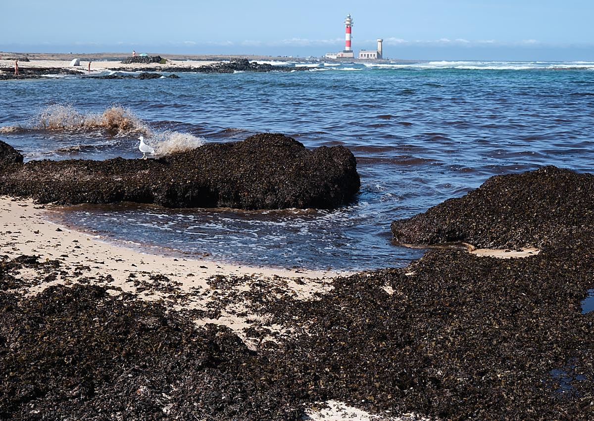 Imagen secundaria 1 - Los montones de algas sirven refugio a aves, insectos y crustáceos.