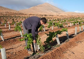 Juan Manuel Benítez Ramírez, en su finca de 1.300 parras en el Llano del Palo, entre La Oliva y La Caldereta.