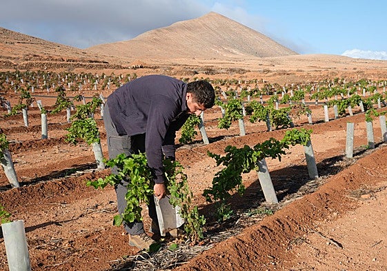 Juan Manuel Benítez Ramírez, en su finca de 1.300 parras en el Llano del Palo, entre La Oliva y La Caldereta.