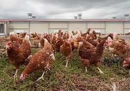 Las aves de corral criadas en suelo deberán ser recluidas en naves para evitar el riesgo de contraer gripe aviar.