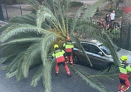 Los bomberos de Las Palmas de Gran Canaria retiran el cogollo que se desplomó sobre el coche.