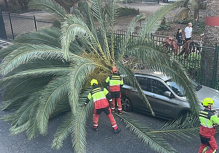 Los bomberos de Las Palmas de Gran Canaria retiran el cogollo que se desplomó sobre el coche.
