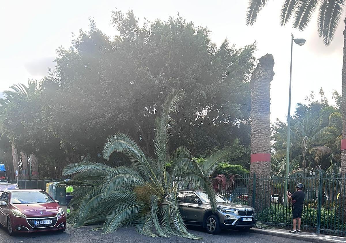 Imagen principal - Momentos de la retirada del cogollo caído sobre uno de los coches.