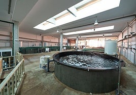 Imagen del laboratorio genético de las instalaciones de Ecoaqua en Taliarte.