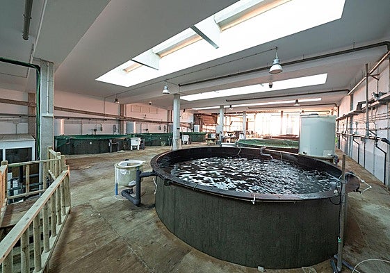 Imagen del laboratorio genético de las instalaciones de Ecoaqua en Taliarte.