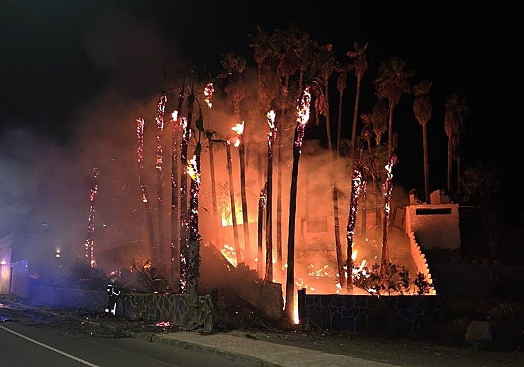 Imagen del grupo de palmeras incendiadas en Mogán.