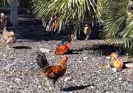 Algunos de los ejemplares aparecidos este miércoles en Cruz de Piedra.