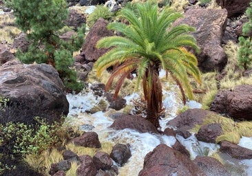 Borrasca Claudia en Canarias, en directo: última hora de la Aemet, cien incidencias y clases suspendidas