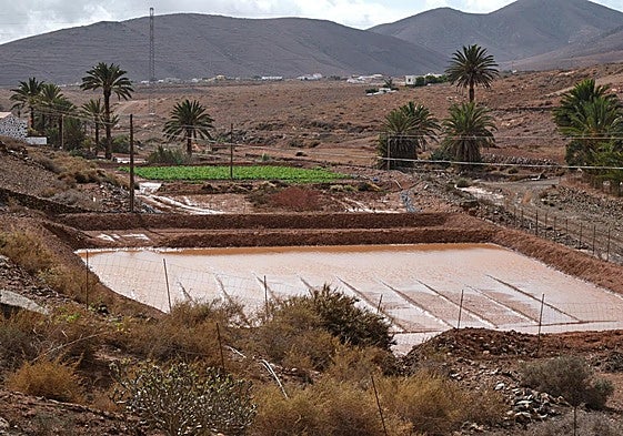 Gavia bebida en Agua de Bueyes, en el municipio de Antigua, tras correr el barranco por el paso de la borrasca Claudia.