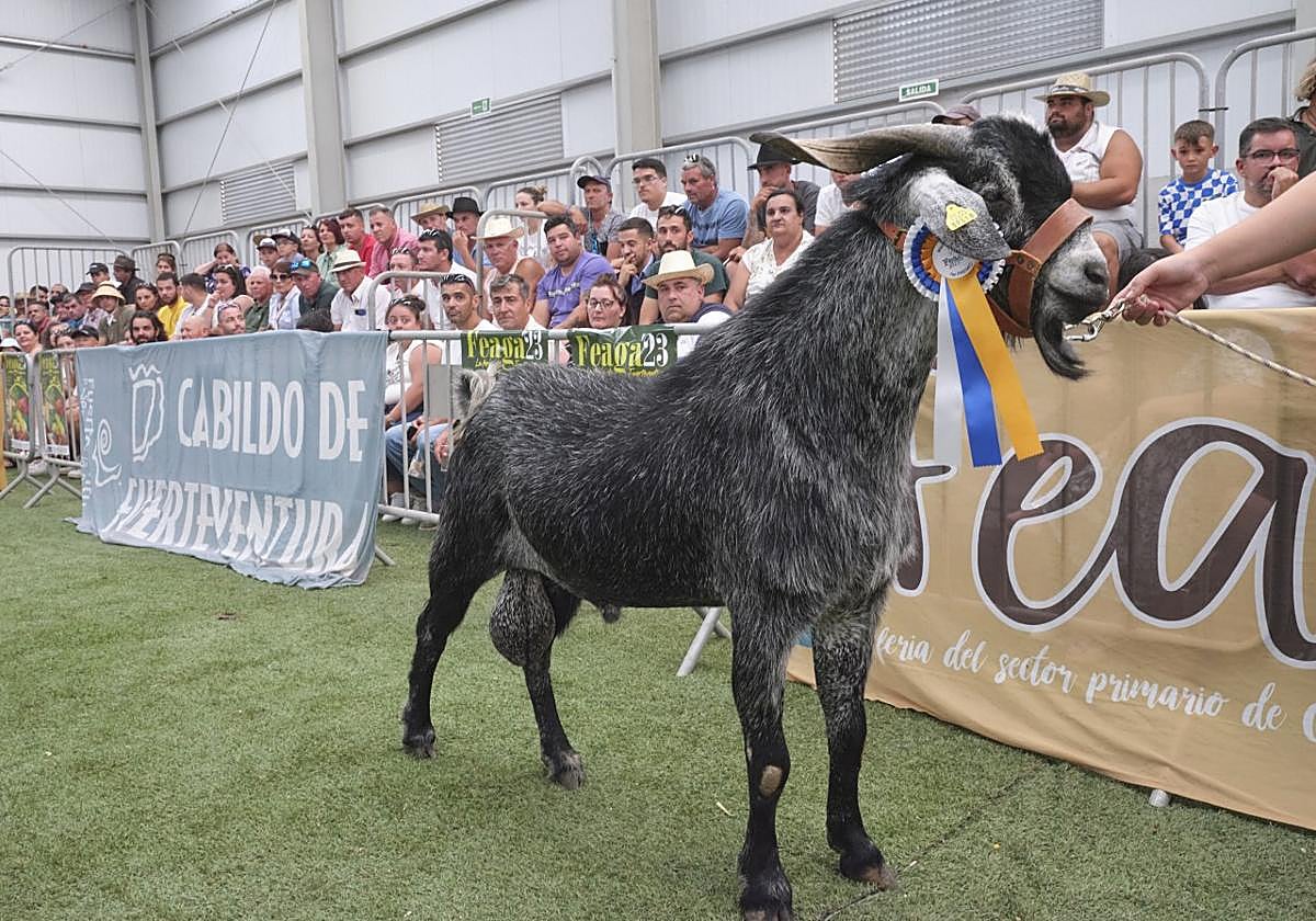 Subasta de machos en la edición pasada de Feaga, uno de los actos más populares de la muestra.