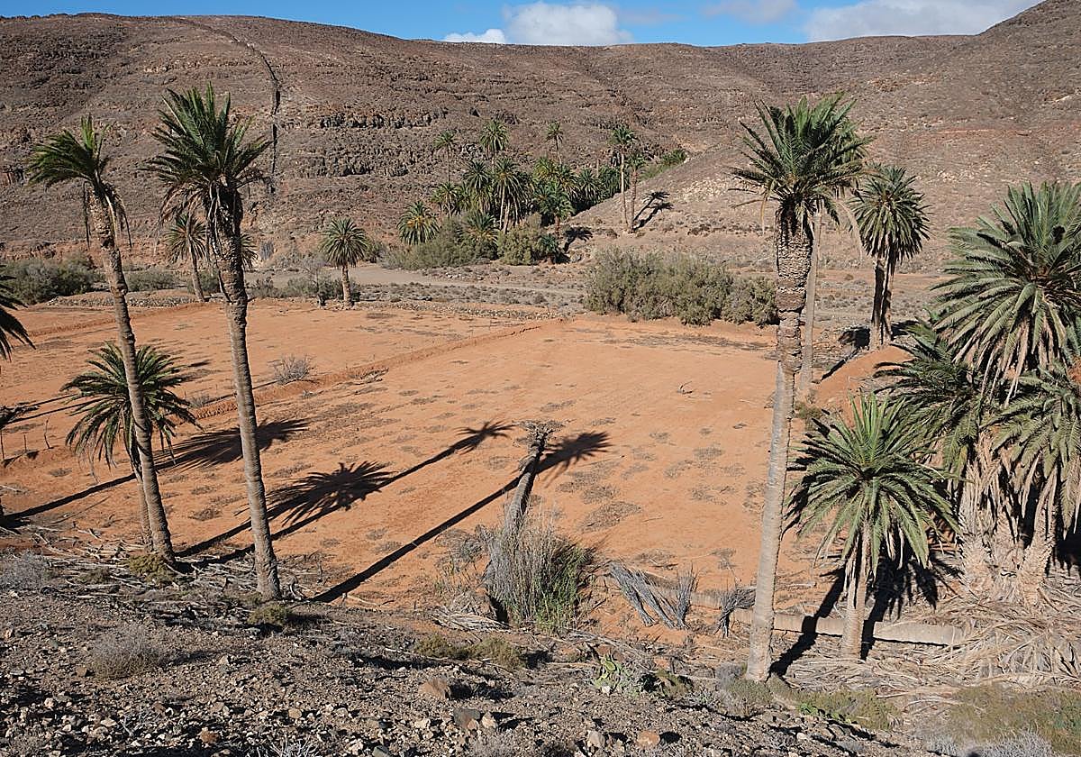 Dos ejemplares muertos y caídos sobre las gavias de la finca de Ajuy, en el Parque Rural de Betancuria, frente a la Madre del Agua.