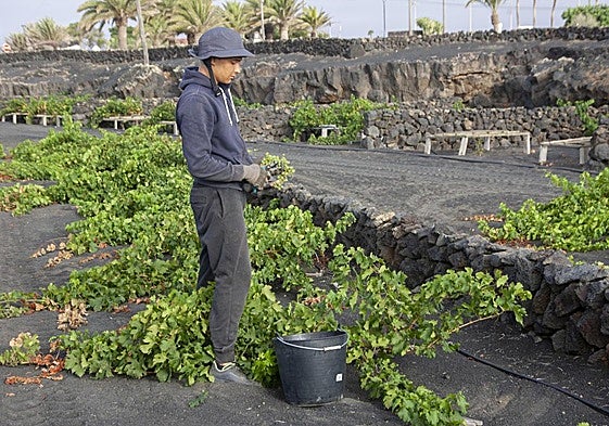 Vendimia en La Geria a mediados del pasado verano.