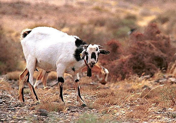 Las cabras actuales de Canarias descienden directamente de las que trajeron los aborígenes
