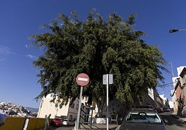 Barrio de San Nicolás, en la capital grancanaria, donde los vecinos reclaman la poda de árboles.