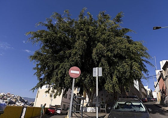 Barrio de San Nicolás, en la capital grancanaria, donde los vecinos reclaman la poda de árboles.