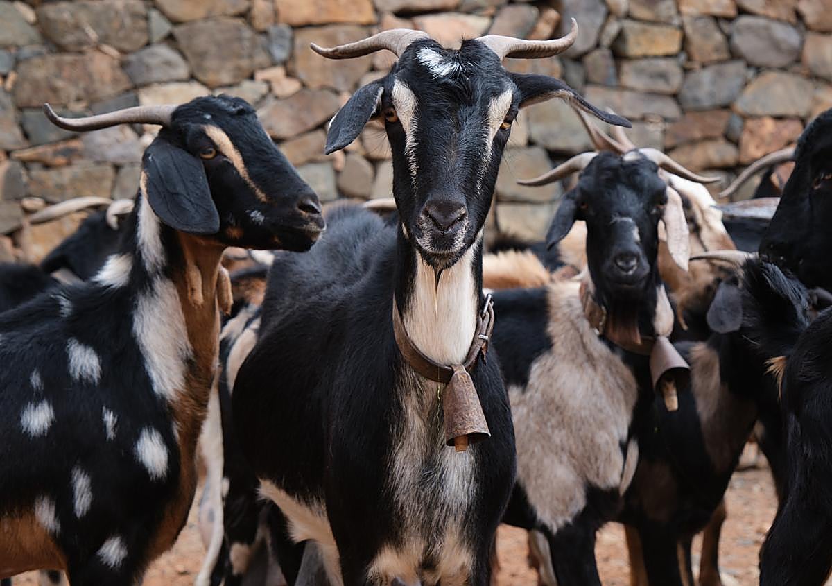 Imagen secundaria 1 - Paco conduce las cabras adultas hasta el pozo, los baifos y machorras se quedan en el corral.