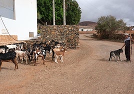 Paco Díaz Rodríguez, con Bardino, vigila a las cabras en el bebedero del pozo de la Araña, en Toto, en el municipio de Pájara.
