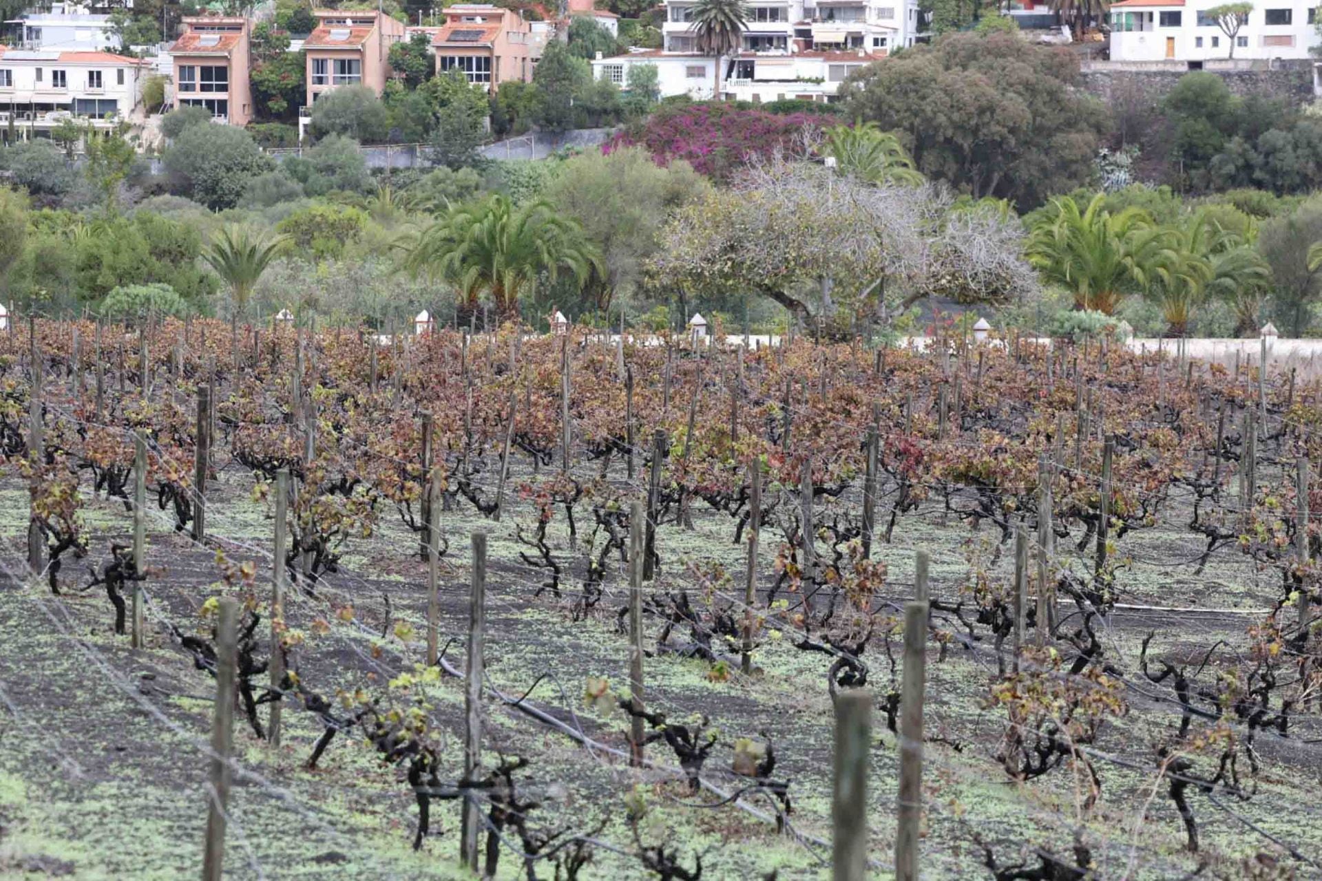 La bodega San Juan acoge la I jornada profesional de vinos de Santa Brígida