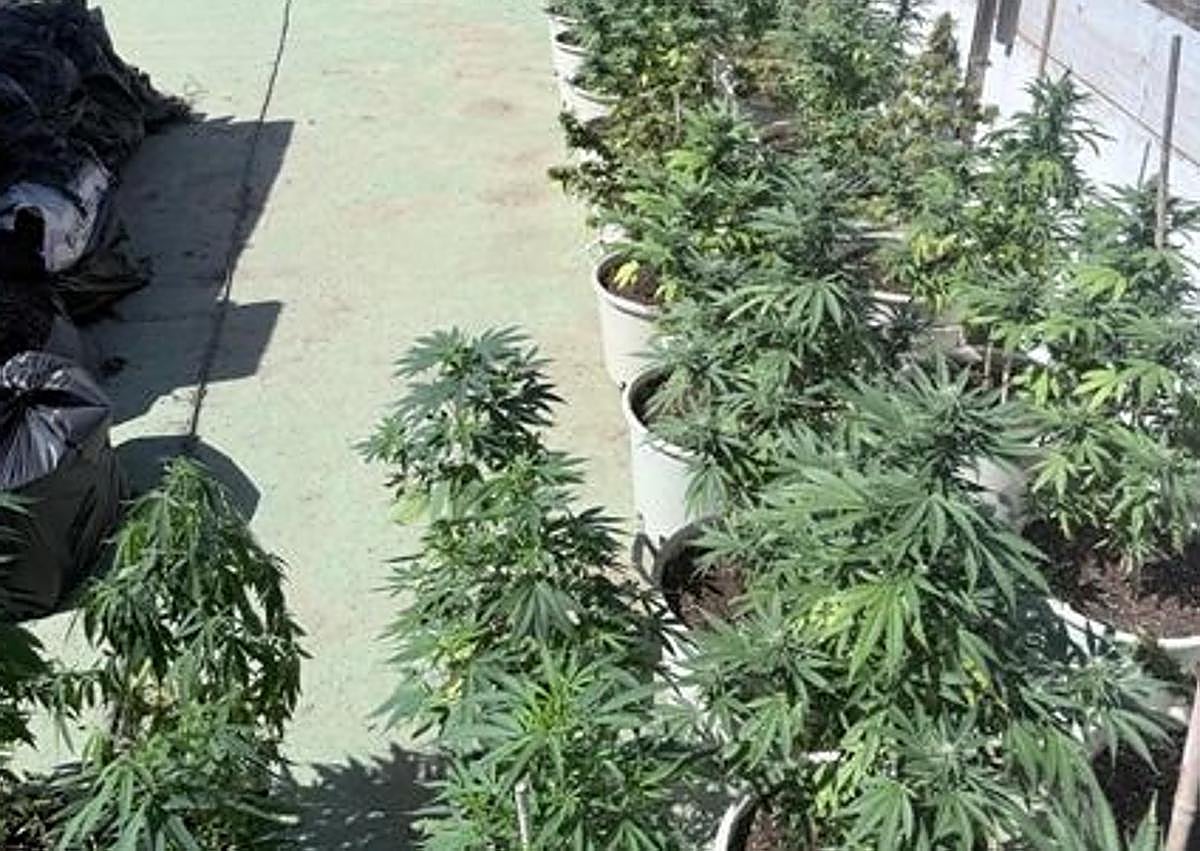 Imagen secundaria 1 - Cae una red de tráfico de drogas en Arrecife con la detención de cuatro implicados