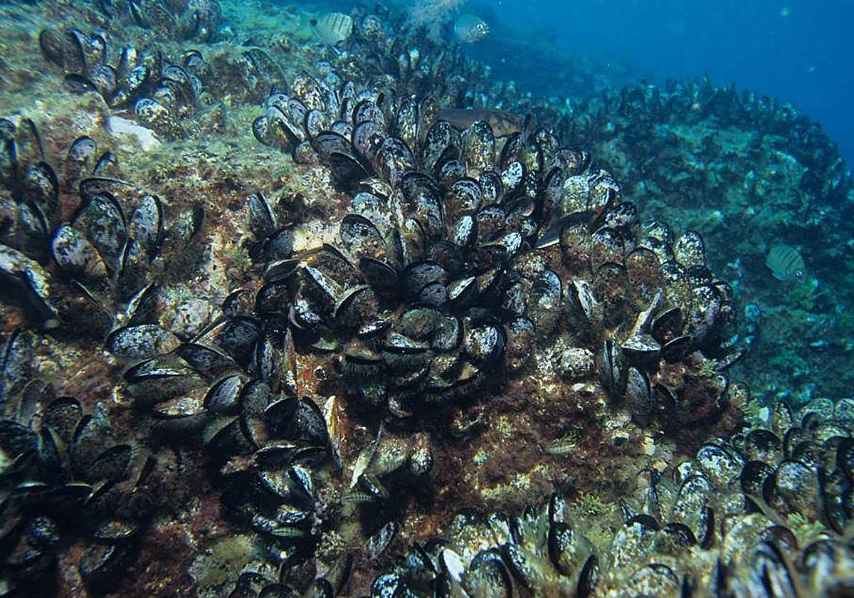 El furtivismo es el principal enemigo del mejillón desde que se instauró la veda en aguas de Fuerteventura.