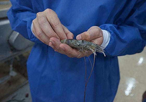 Langostino blanco mejorado genéticamente con el método de la ULPGC.