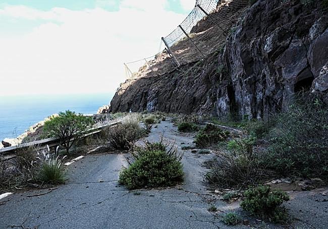 La vegetación se abre paso entre el asfalto.