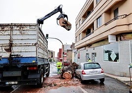 La borrasca Emilia se ensaña con los árboles de Las Palmas de Gran Canaria