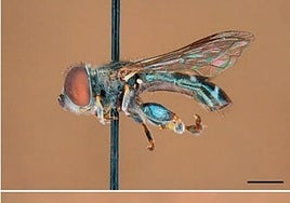 La singularidad biológica de Canarias sale a flote: hallan una nueva especie de mosca endémica, exclusiva de La Palma