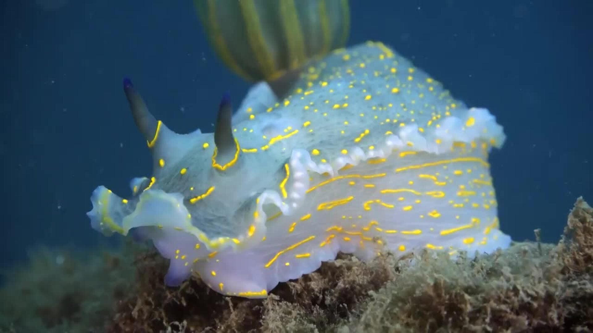 Más de 100 especies marinas colonizan los arrecifes artificiales del Port Olímpic de Barcelona