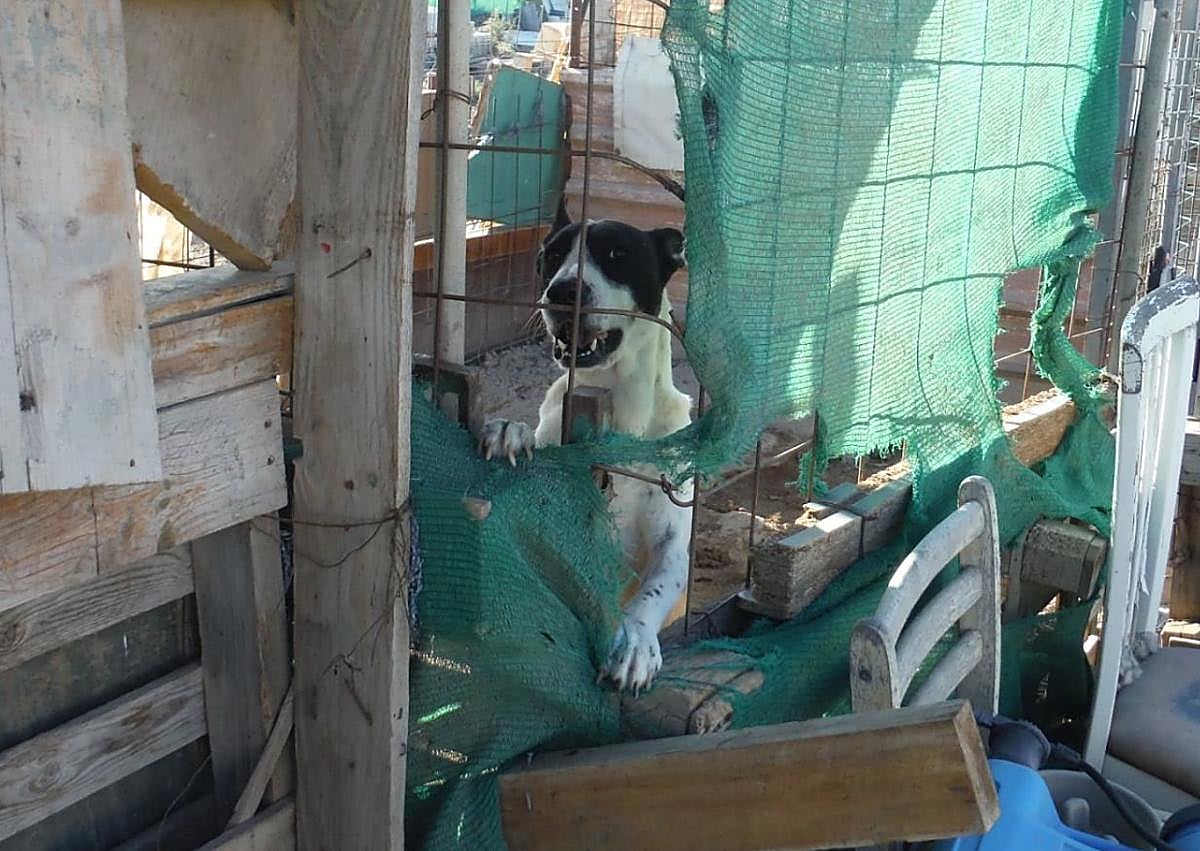 Imagen secundaria 1 - Prohíben a la dueña de la protectora Héroes tener animales y trabajar con ellos