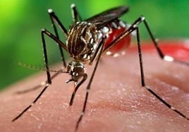 Salud Pública notifica una nueva detección de un mosquito invasor en Tenerife