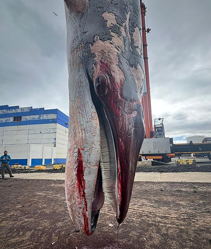 Imagen secundaria 2 - Varios momentos del izado y traslado de la ballena bajo la dirección de Pascual Calabuig y José Luis Samper.