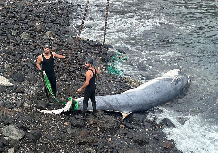 La ballena que fue rescatada en La Isleta con la pleamar