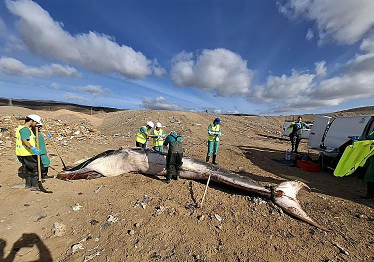 Necropsia del animal por parte del IUSA de la Universidad de Las Palmas de Gran Canaria.