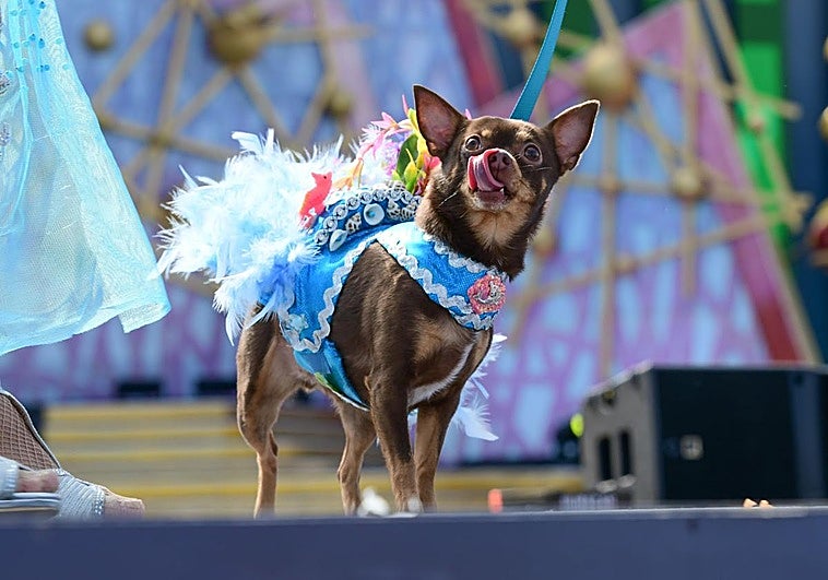 Carnaval canino de Las Palmas de Gran Canaria 2026: disfraces, desfile y ganadores, en directo