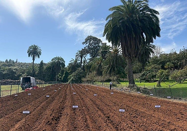 Ocho variedades nuevas entre las 24 sembradas en el ensayo de papas de 2026