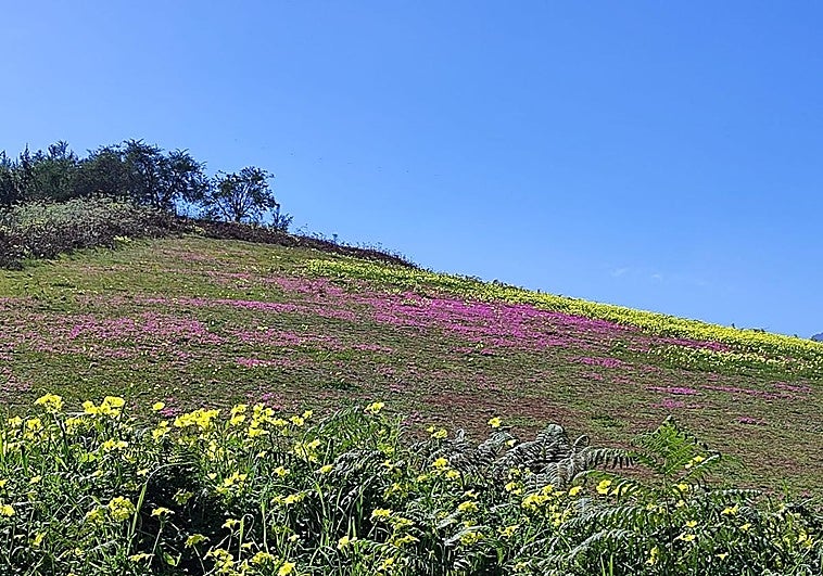 La lluvia dispara la incertidumbre en Canarias sobre las alergias primaverales: «Estamos a la expectativa»