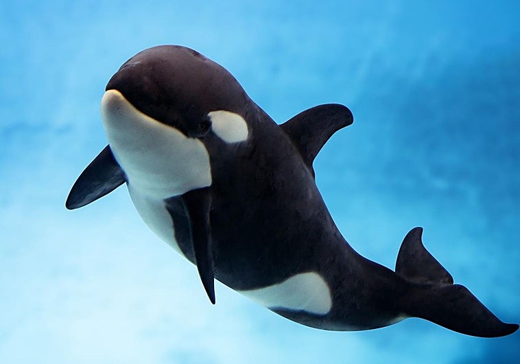 Loro Parque celebra el primer año de vida de Teno, un hito histórico para la ciencia y la conservación marina